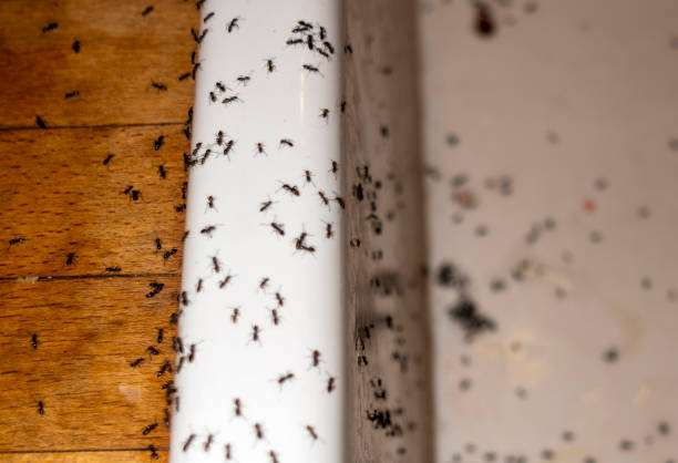 Best Pest Prevention Services  in Westchester, FL